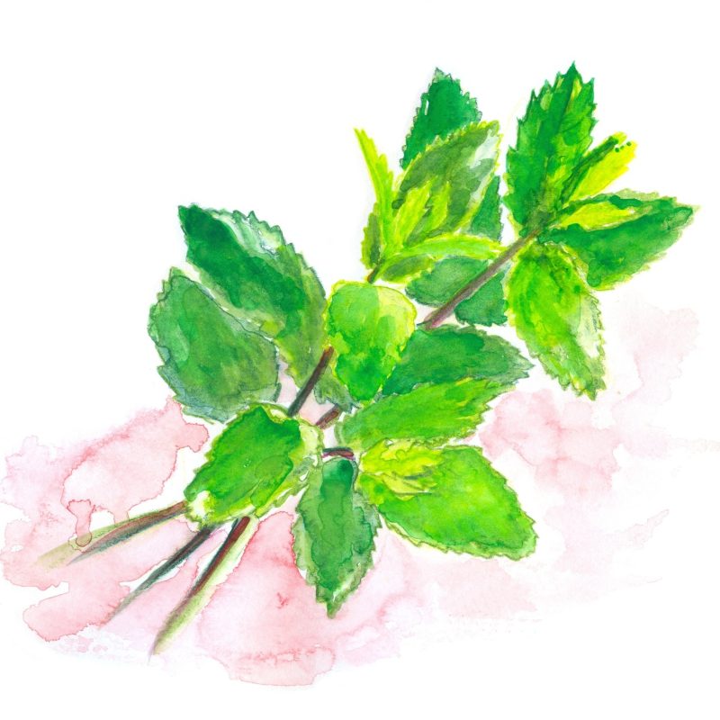 Olejek eteryczny miętowy