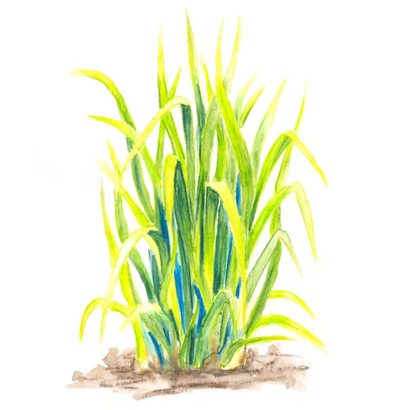 Olejek eteryczny z trawy cytrynowej (lemongrasowy)