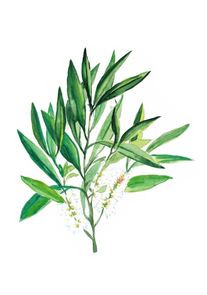 drzewko-herbaciane-czyste Olejek eteryczny z drzewka herbacianego