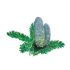 Olejek eteryczny z jodły syberyjskiej (pichtowy)