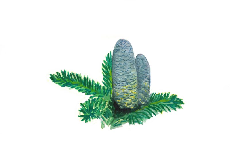 Olejek eteryczny z jodły syberyjskiej (pichtowy)