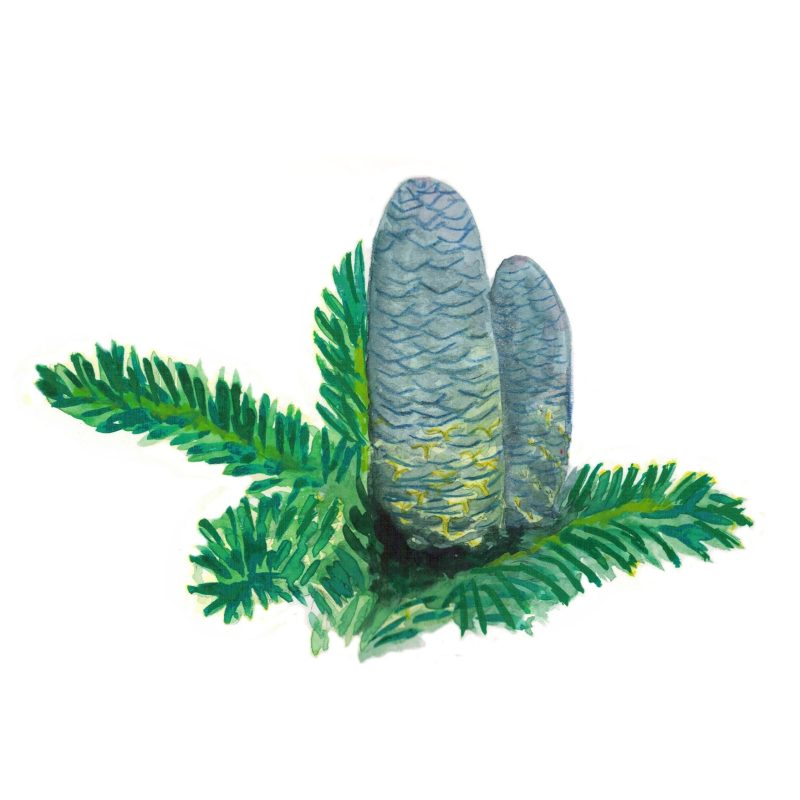 Olejek eteryczny z jodły syberyjskiej (pichtowy)