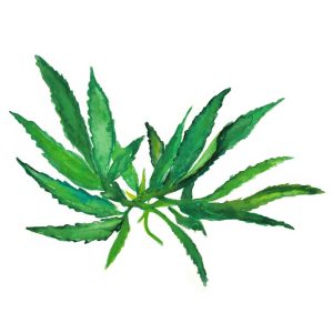 Olej konopny zimnotłoczony