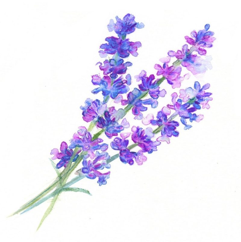 Olejek eteryczny lawendowy