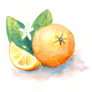 Olejek eteryczny pomarańczowy